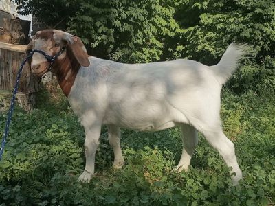 Boer Doe
