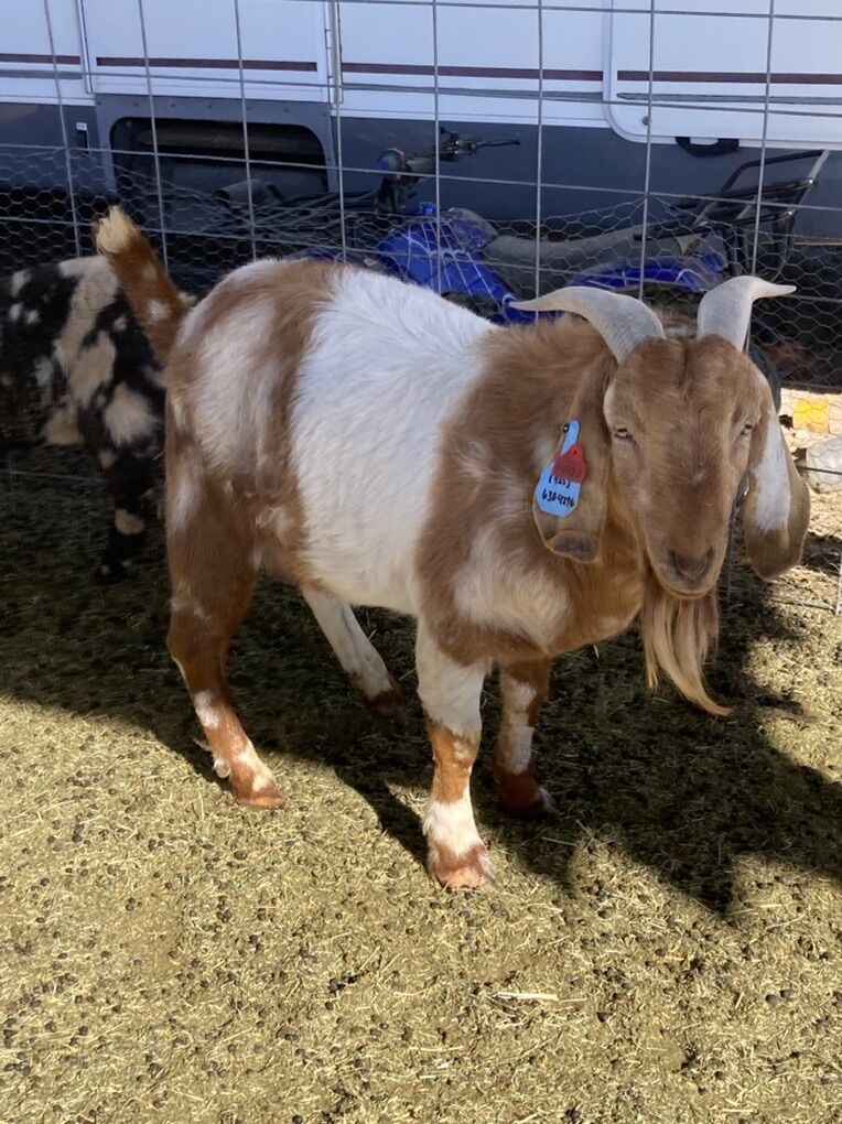 Dapple Boer Billy willing To Trade