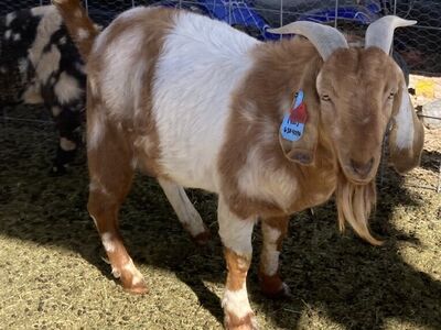 Dapple Boer Billy willing To Trade