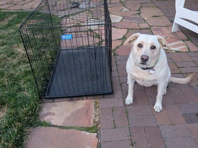 Collapsible Dog Kennel