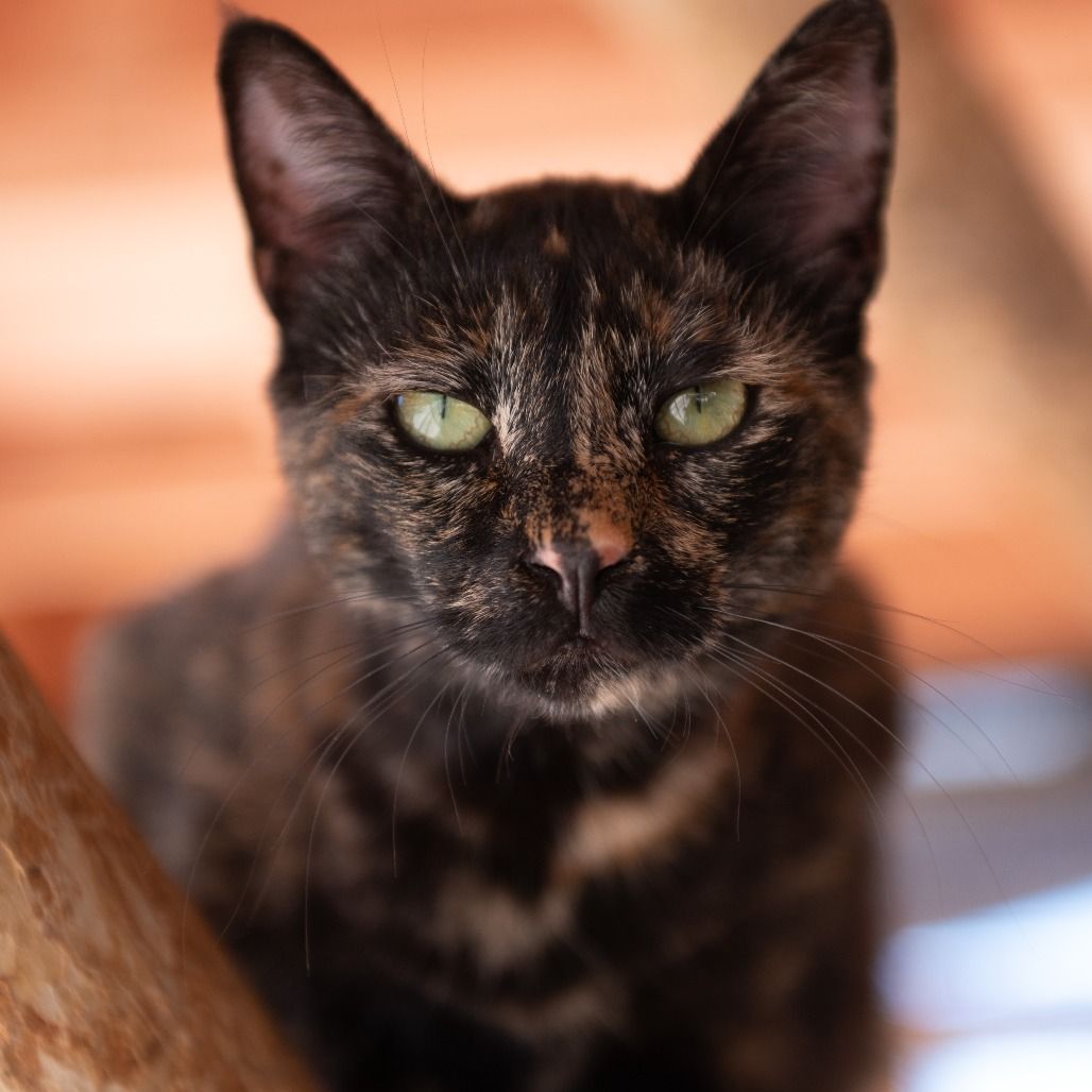 Hello my name is Calypso