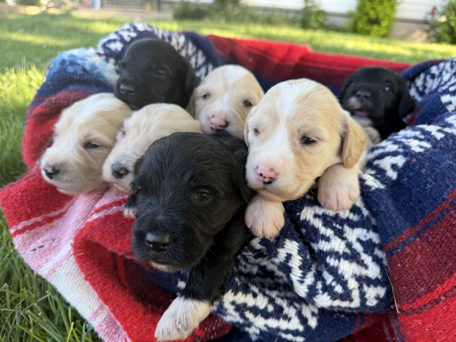Portidoodles Puppies- Portuguese water dog x Goldendoodle