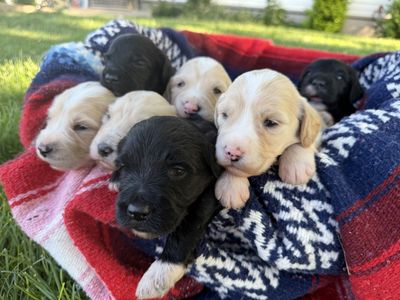 Portidoodles Puppies- Portuguese water dog x Goldendoodle