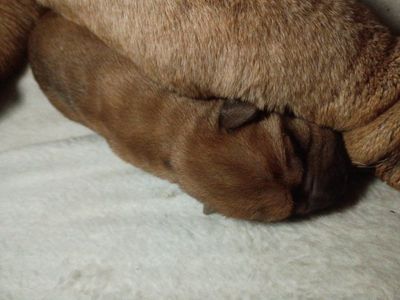 AKC Champion Chinese Shar Pei Puppies
