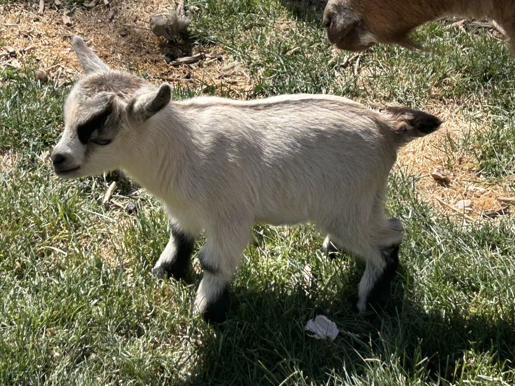 Nigerian Dwarf/Pigmy Bottle Fed Buckling