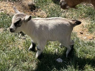 Nigerian Dwarf/Pigmy Bottle Fed Buckling