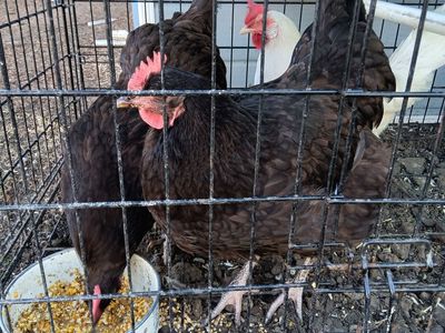 Chocolate Orpington