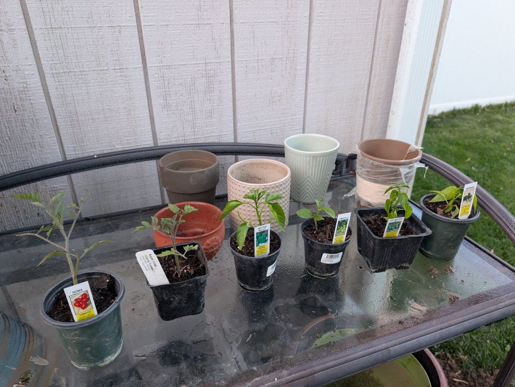six veggie starter plants