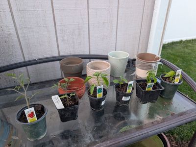 six veggie starter plants