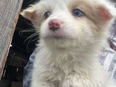 Corgi/ Retreiver pups