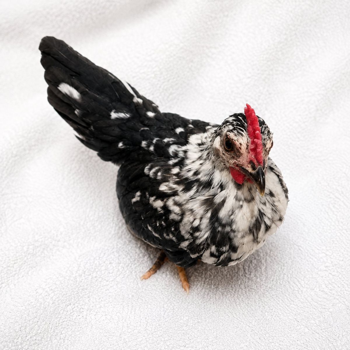 Kikiriki Chicks