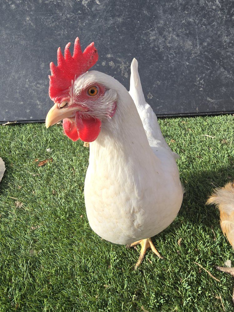 White Leghorn Hens