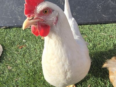 White Leghorn Hens