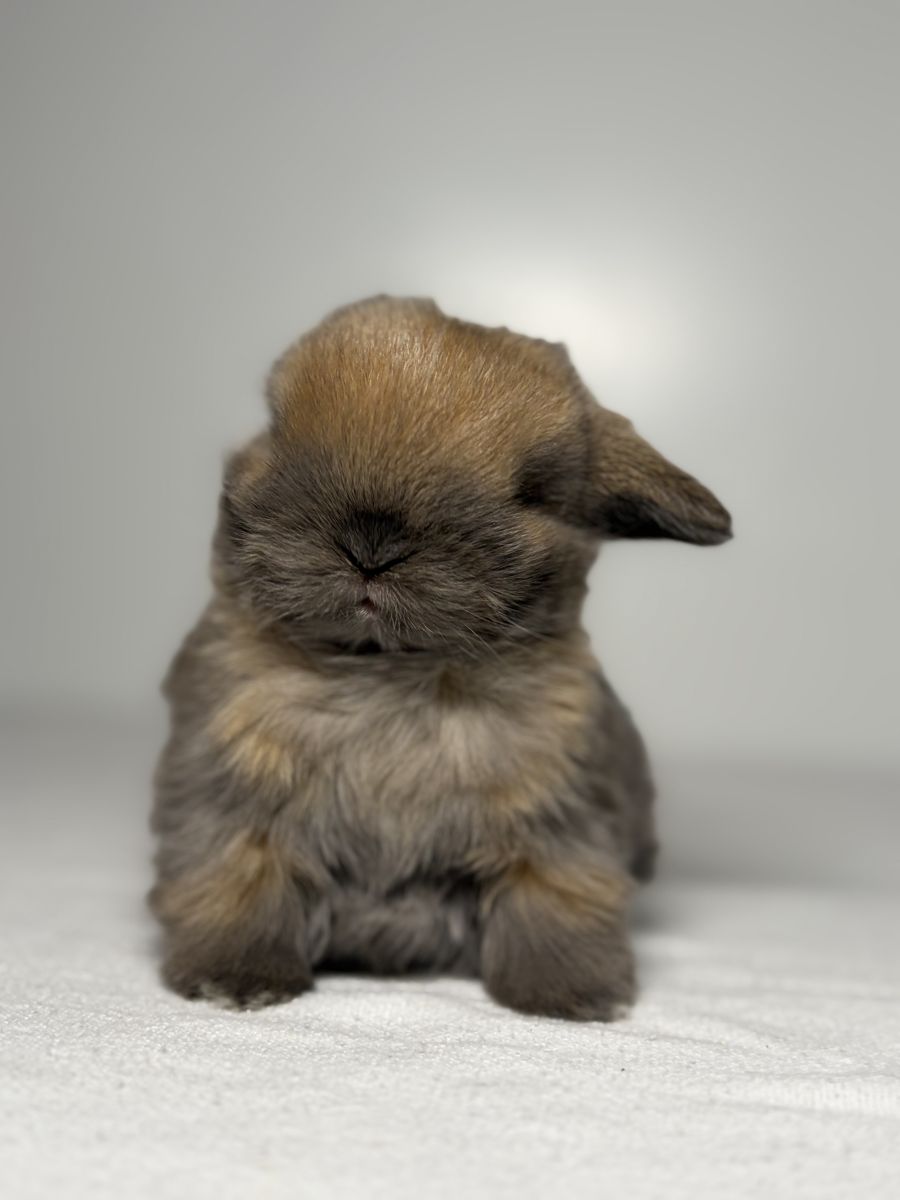 Holland Lop Buck