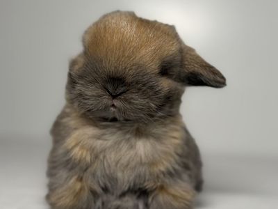 Holland Lop Buck