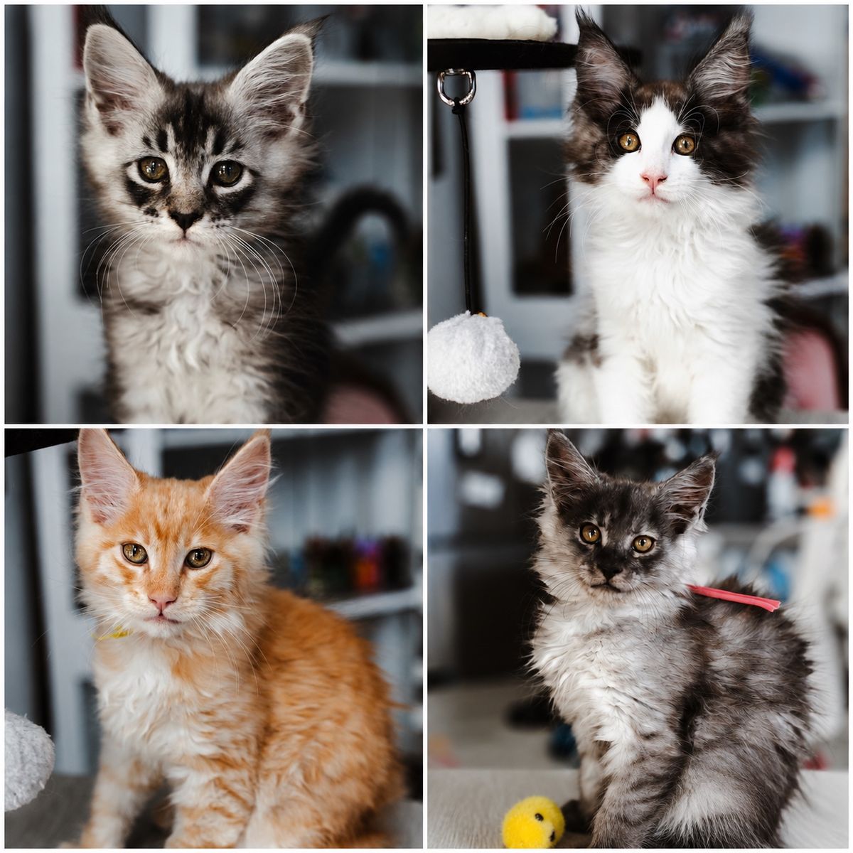 READY TO GO MAINE COON KITTENS TICA REGISTERED