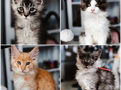 READY TO GO MAINE COON KITTENS TICA REGISTERED