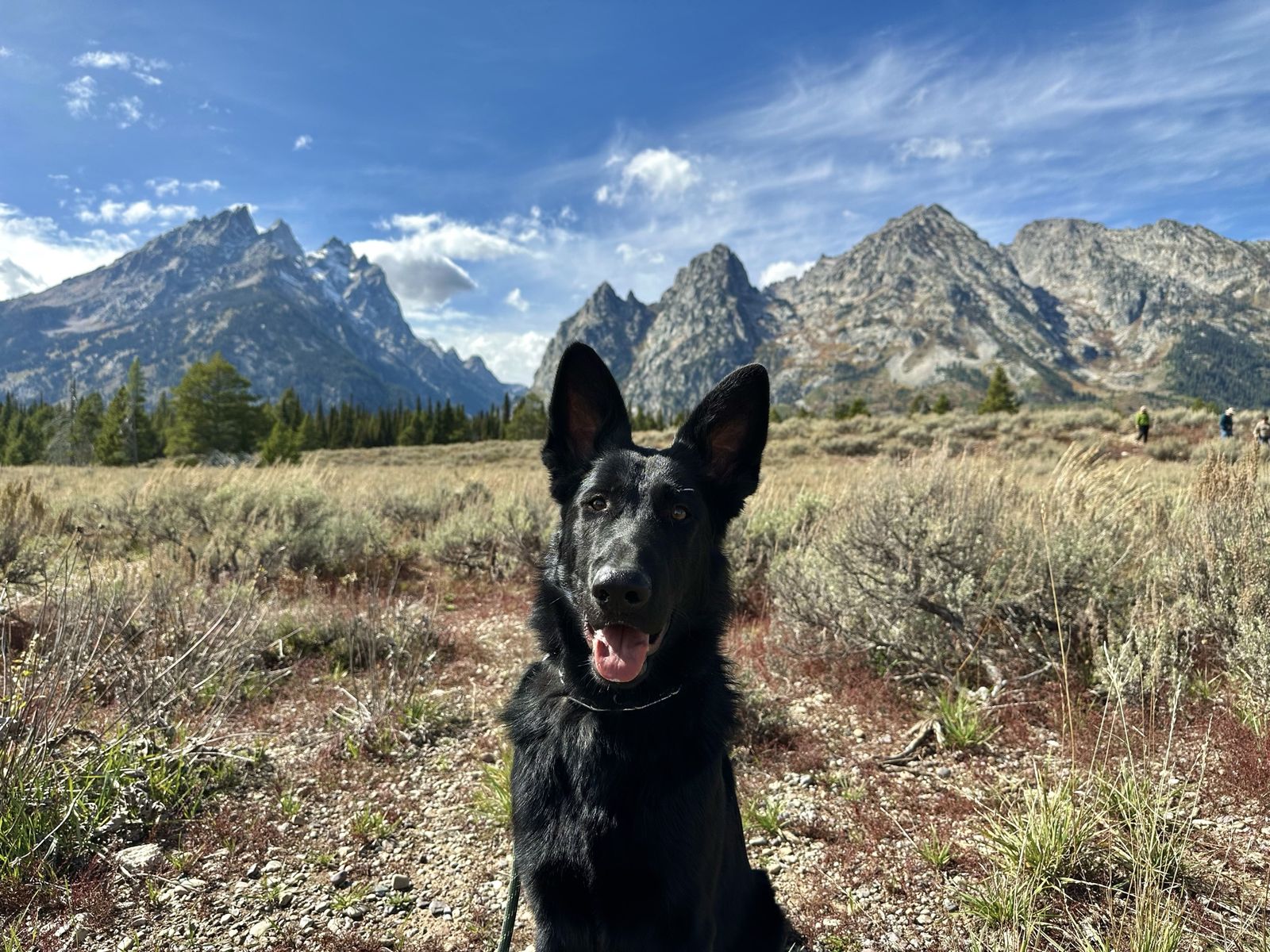 Male German Shepherd