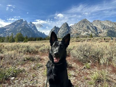 Male German Shepherd