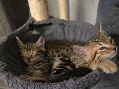 Bengal Kittens