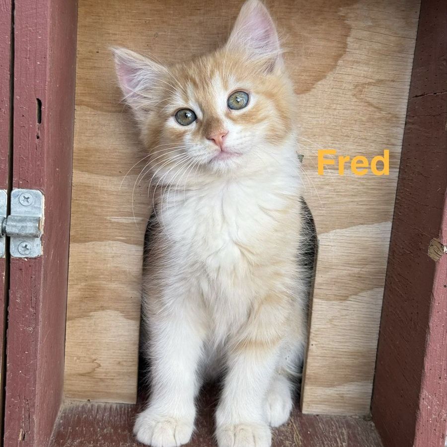 Dollface Persian Mix,  Kittens for Sale