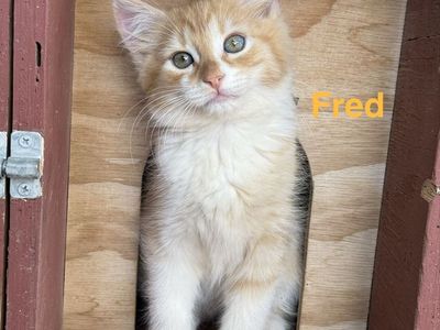 Dollface Persian Mix, Kittens for Sale