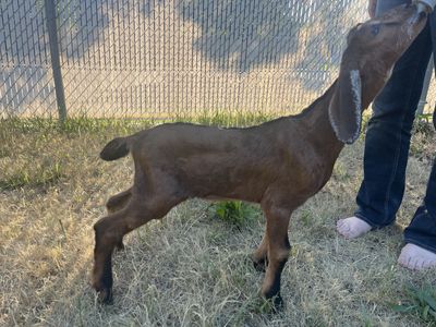 Registrable nubian buckling