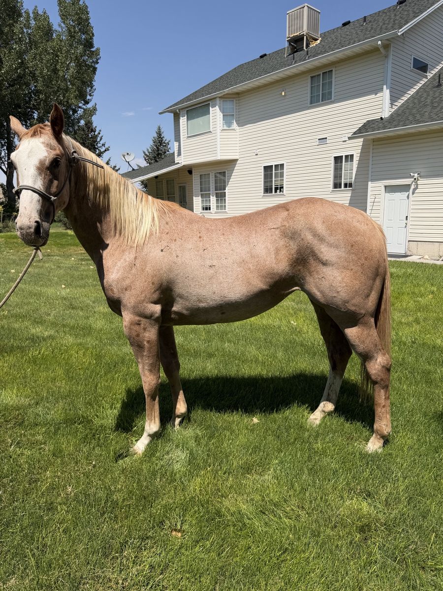 3y Roan filly