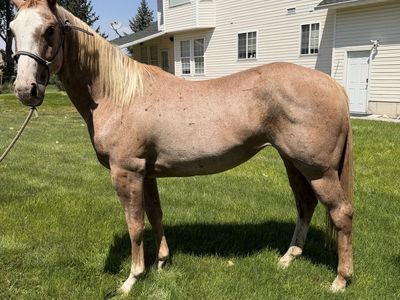 3y Roan filly