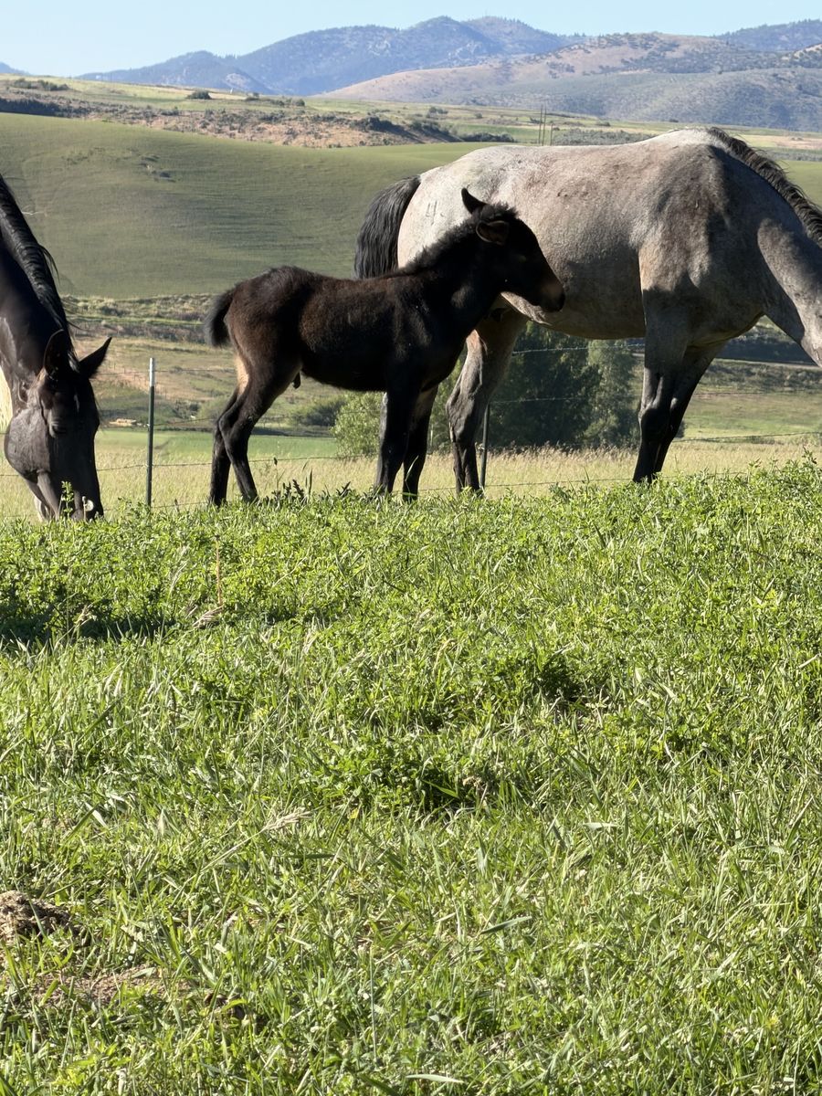 2 little mule colts