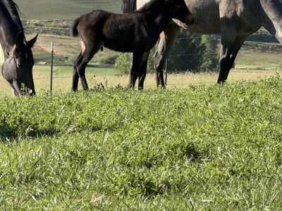 2 little mule colts