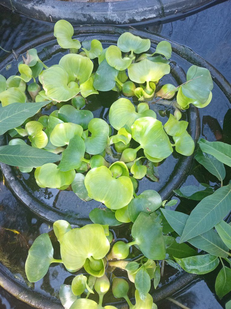 Floating Pond Plants Mixed Water Hyacinth and Water Lettuce