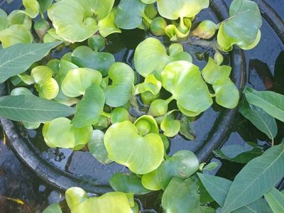 Floating Pond Plants Mixed Water Hyacinth and Water Lettuce