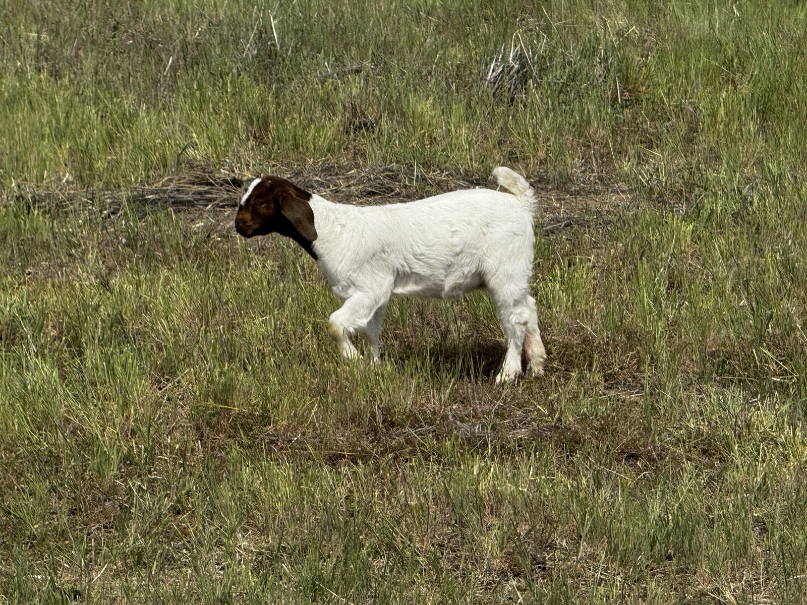 Boer doeling