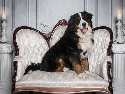 AKC Registered Bernese Mountain Dog Stud