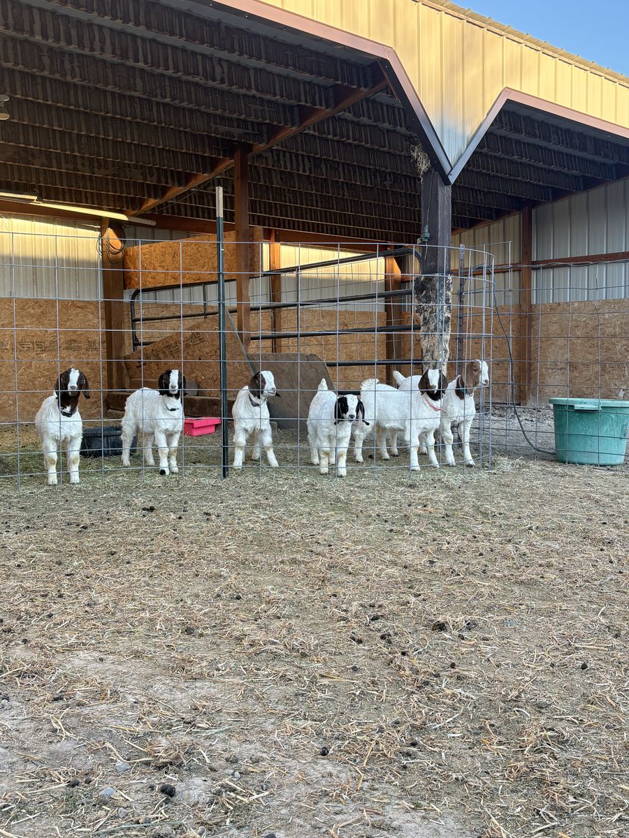 Show Boer Goat Kids