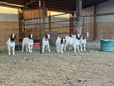 Show Boer Goat Kids