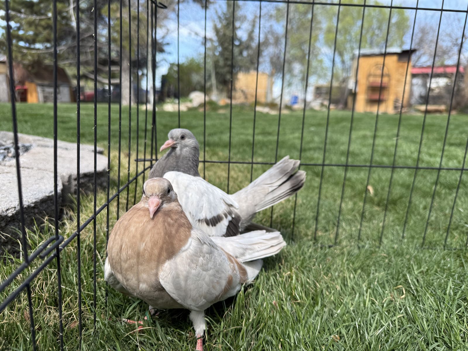 Oriental Yellow Bar Pigeon