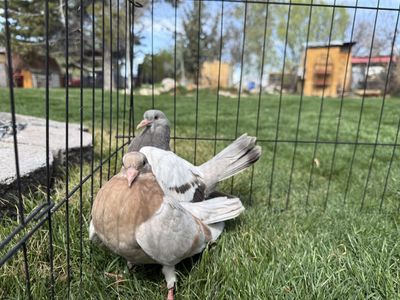 Oriental Yellow Bar Pigeon