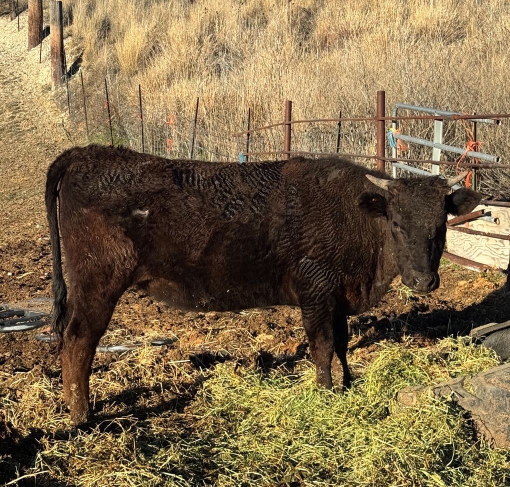 Two Year Old Wagyu Heifer