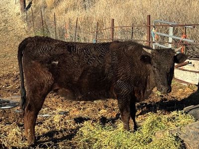 Two Year Old Wagyu Heifer