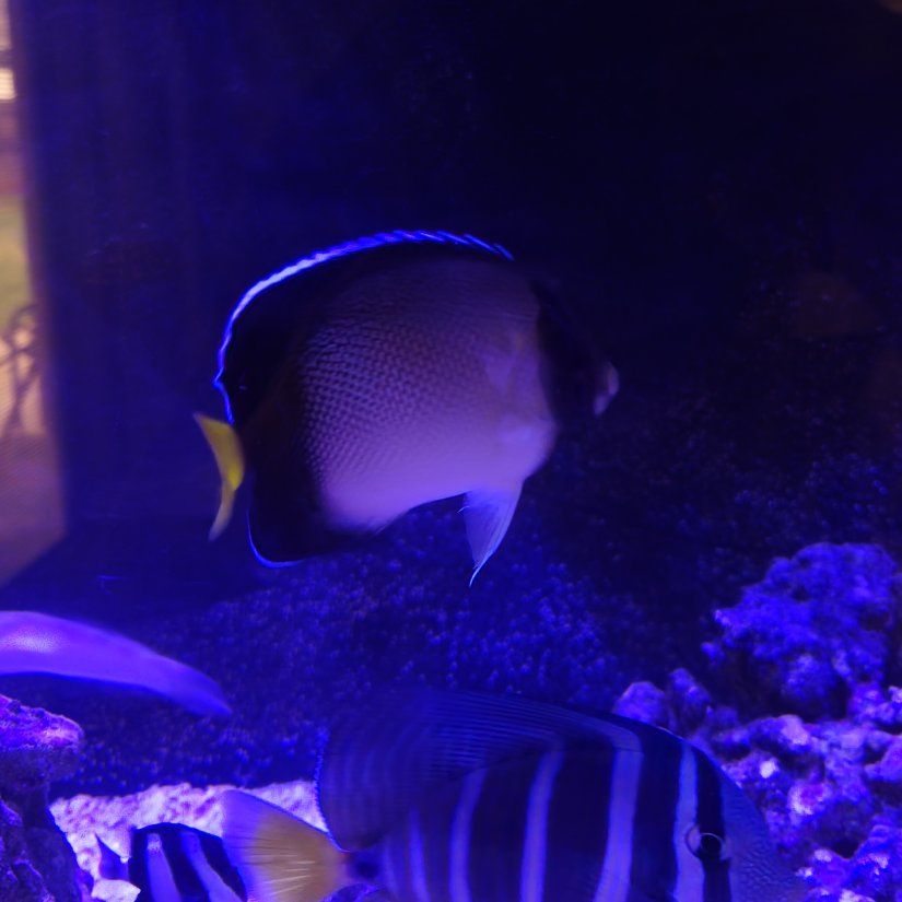 Cream Angelfish