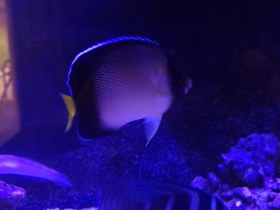 Cream Angelfish
