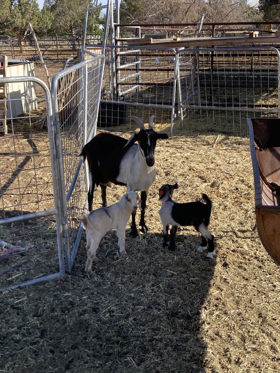 Nanny with two kids