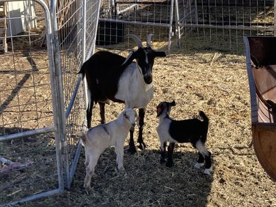 Nanny with two kids