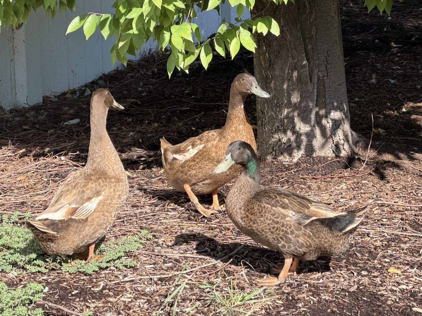Free three barnyard mix Khaki Campbell ducks. 