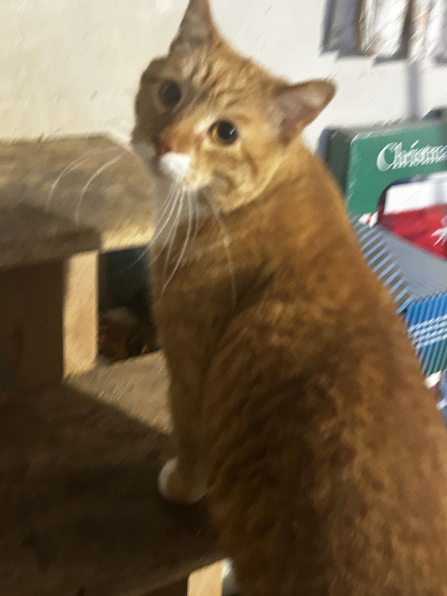 Six-Year-Old, Neutered Male