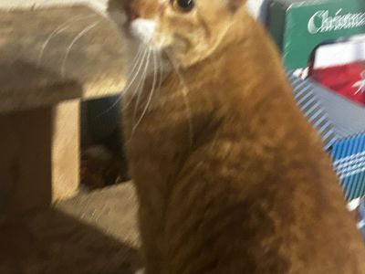 Six-Year-Old, Neutered Male