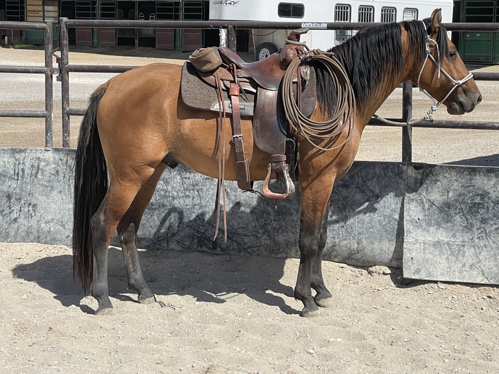 Fox Trotter Stallion CR's Rebel Storm's Moon Beam Foxtrotter/Gaited/Dun