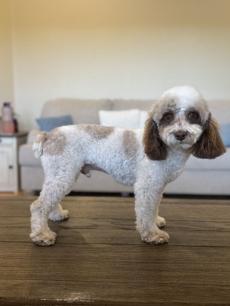 AKC Miniature Poodle - Stud